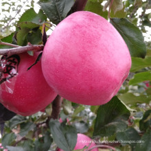 big size apples red qinguan apple price China red qinguan apples